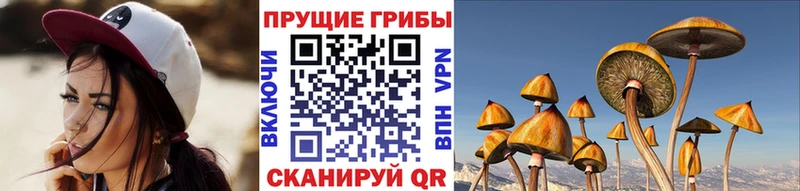 Галлюциногенные грибы Psilocybe  Краснознаменск 